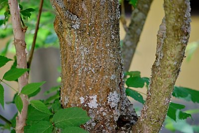 Aralia spinosa - arálie ostnitá - borka